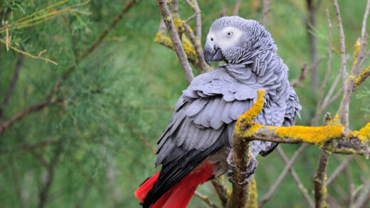 Gris du Gabon