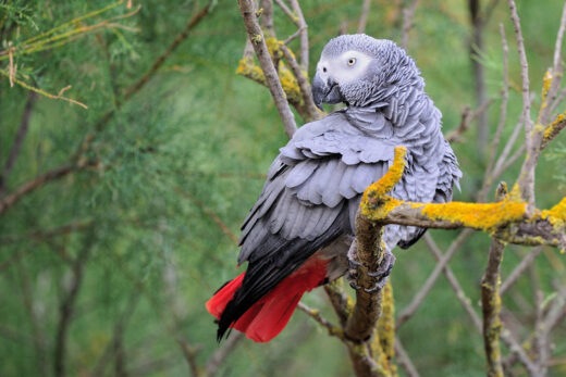 Gris du Gabon