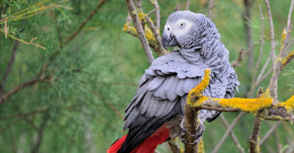 Gris du Gabon