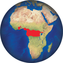 Gris du Gabon
