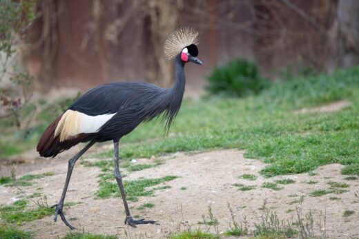 Black-crowned&#x20;crane
