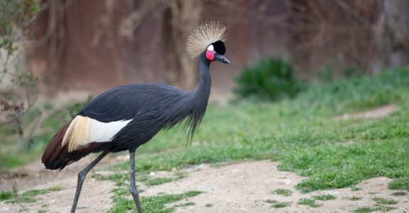 Black-crowned crane