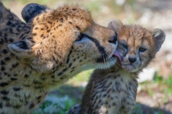 Naissance rare de bébés guépards
