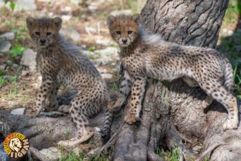 Nouvelle famille de Guépards à Sigean