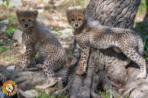 Nouvelle&#x20;famille&#x20;de&#x20;Gu&#x00E9;pards&#x20;&#x00E0;&#x20;Sigean