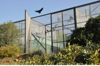 Réintroduction de l’Ibis chauve en Espagne : les oiseaux enfin libérés !
