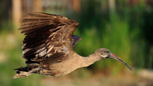 Ibis hagedash