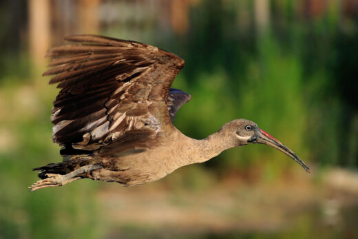 Ibis hagedash