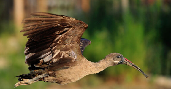 Ibis hagedash