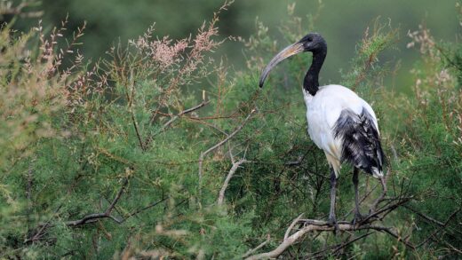 Ibis sagrat africà