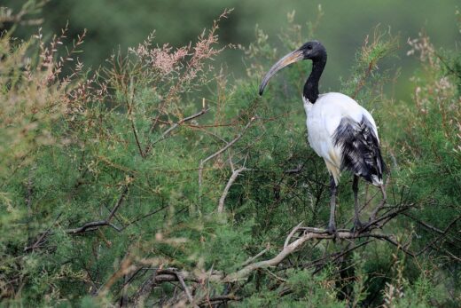 Ibis sacré