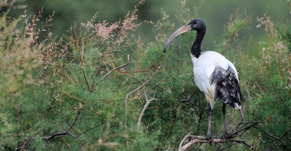 Ibis sagrat africà