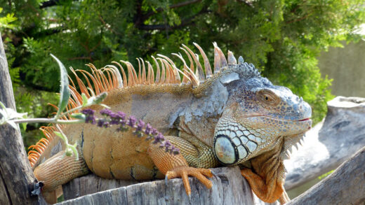 Iguana comuna