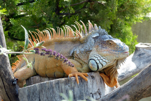 Iguane vert