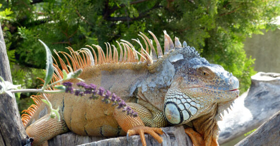 Iguane vert