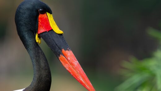 Jabiru d’Afrique