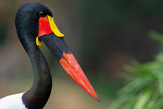 Jabiru d&#8217;Afrique