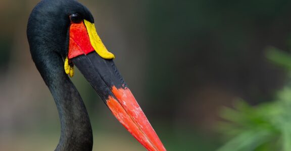 Jabiru d’Afrique