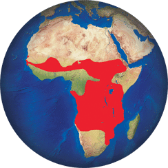 Jabirú africano
