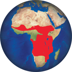 Jabiru d’Afrique