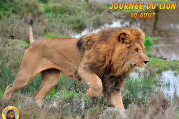 Jeudi 10 août 2017, Journée mondiale du lion