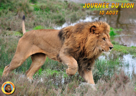 Jeudi&#x20;10&#x20;ao&#x00FB;t&#x20;2017,&#x20;Journ&#x00E9;e&#x20;mondiale&#x20;du&#x20;lion