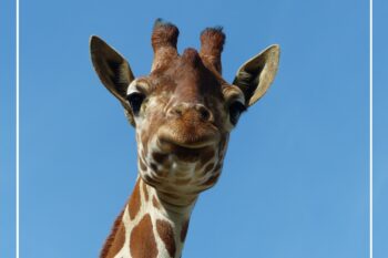 25 et 26 juin 2022 : célébration de la Journée Mondiale de la Girafe