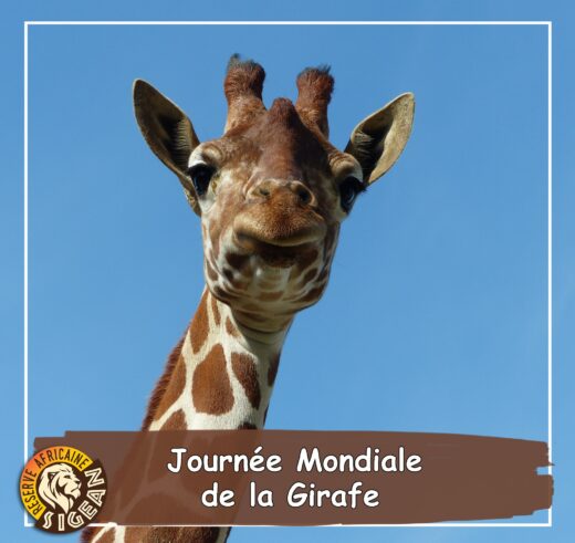 25&#x20;et&#x20;26&#x20;juin&#x20;2022&#x20;&#x3A;&#x20;c&#x00E9;l&#x00E9;bration&#x20;de&#x20;la&#x20;Journ&#x00E9;e&#x20;Mondiale&#x20;de&#x20;la&#x20;Girafe
