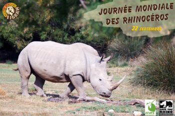 Aujourd&#8217;hui 22 septembre, c&#8217;est la journée mondiale des Rhinocéros