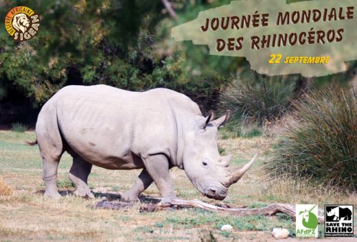 Aujourd&amp;&#x23;8217&#x3B;hui&#x20;22&#x20;septembre,&#x20;c&amp;&#x23;8217&#x3B;est&#x20;la&#x20;journ&#x00E9;e&#x20;mondiale&#x20;des&#x20;Rhinoc&#x00E9;ros