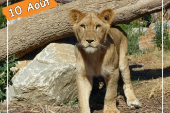 Journée Mondiale du Lion 2022