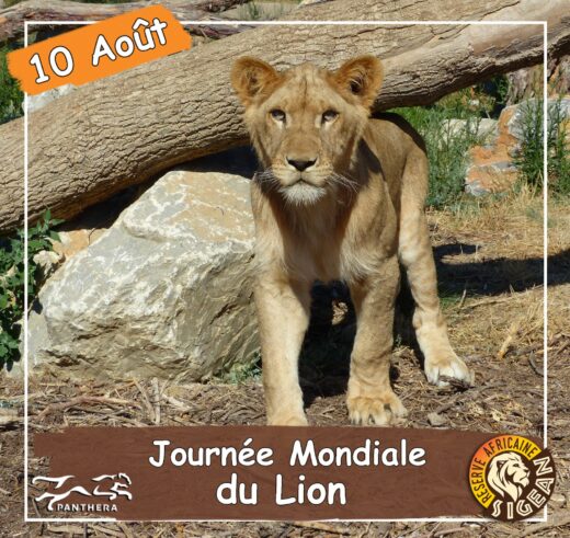 Journ&#x00E9;e&#x20;Mondiale&#x20;du&#x20;Lion&#x20;2022