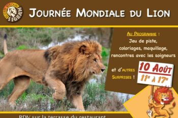 Journée mondiale du lion 2019