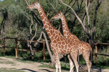 Journée Mondiale de la Girafe