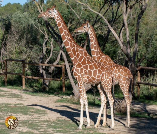 Journ&#x00E9;e&#x20;Mondiale&#x20;de&#x20;la&#x20;Girafe