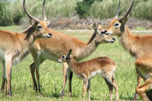 Cobe lechwe