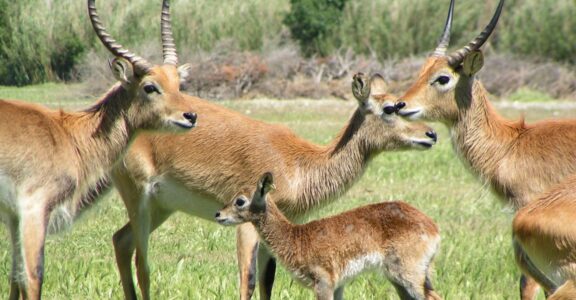 Lechwe