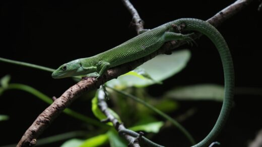 Green keel-bellied lizard