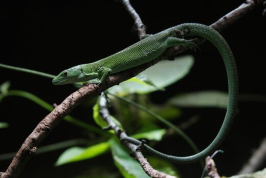 Lézard émeraude
