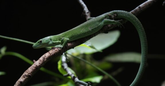 Lézard émeraude