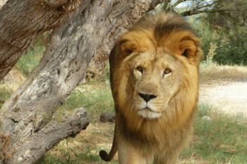 Journée Mondiale du Lion