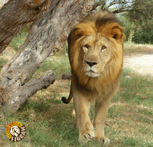 Journ&#x00E9;e&#x20;Mondiale&#x20;du&#x20;Lion