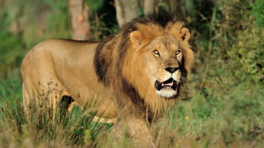 Lion