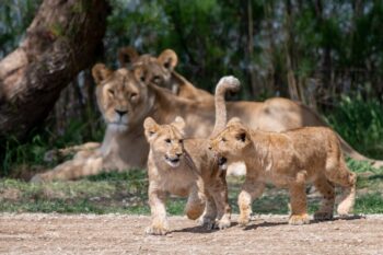Naissance de deux lionnes à Sigean