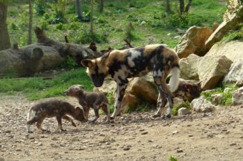4 nouveaux petits Lycaons à la Réserve Africaine de Sigean