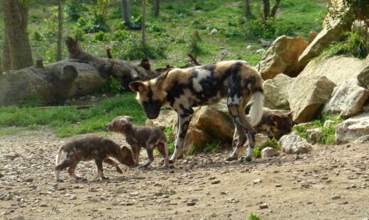 4&#x20;nouveaux&#x20;petits&#x20;Lycaons&#x20;&#x00E0;&#x20;la&#x20;R&#x00E9;serve&#x20;Africaine&#x20;de&#x20;Sigean