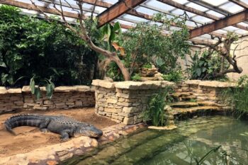 La nouvelle maison des Alligators ouvre pour la Toussaint !
