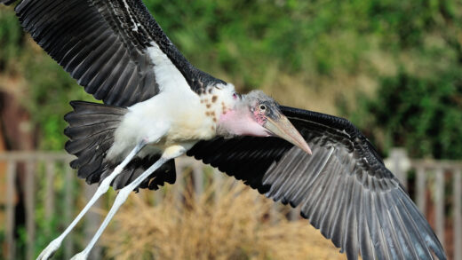 Marabou stork
