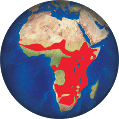 Marabú africano