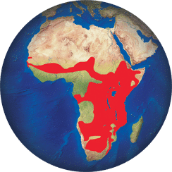 Marabout d’Afrique